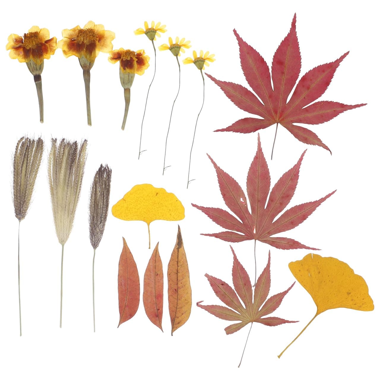 EXCEART Natural Maple Leaves Dried Pressed Flowers for Handmade Craft Embossed Leaves Material Diy Resin Art Wedding Party Home Decor 18 Pieces