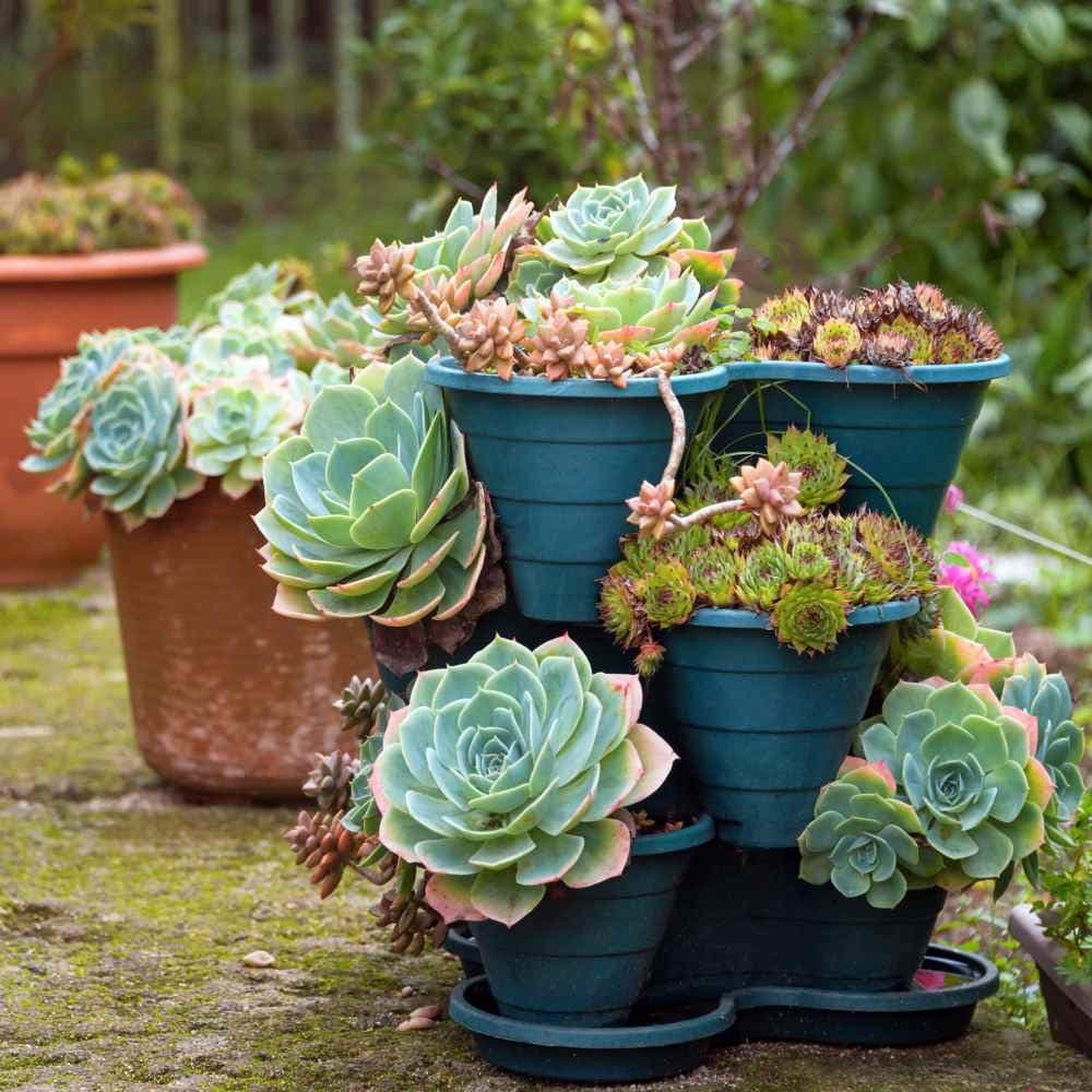 200 Pcs Sale!Hens And Chicks Succulent Mix Seeds (Sempervivum Hybridum) Bonsai Plant Flower Seeds For Home Garden