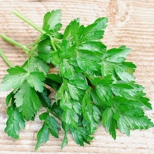 Seeds Forã?Â Curry Leaves Seeds for Curry Leaves Plant Seeds Seed