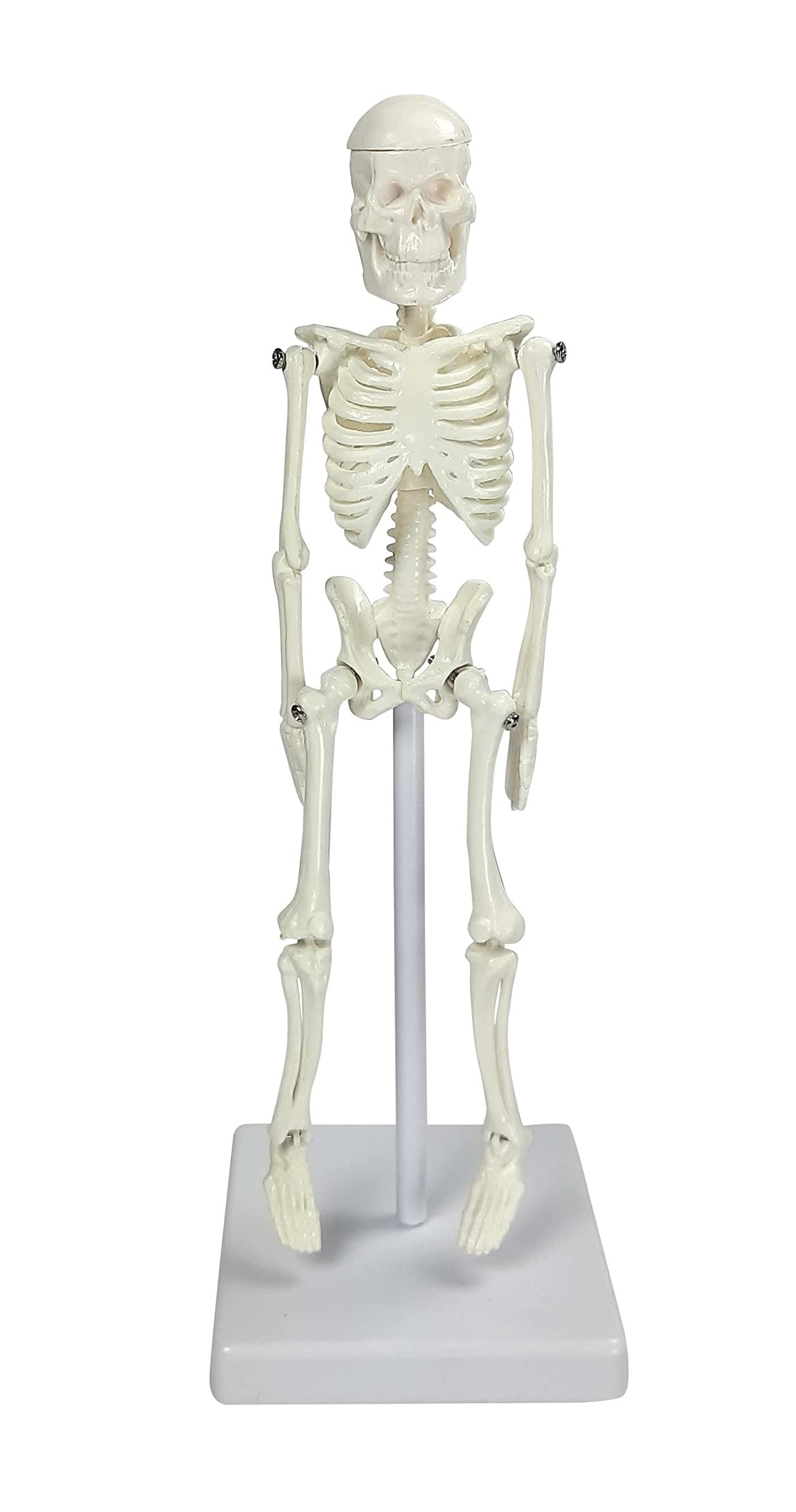 Mini Skeleton Model |for School and Educational Purose | Mini Skeleton 21 Cm | Skeleton in Acrylic Case