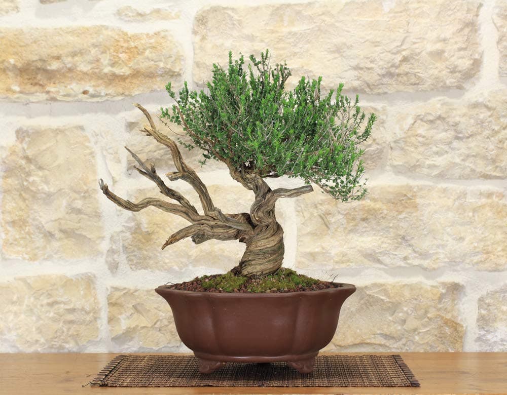 Thyme Bonsai Tree (22)