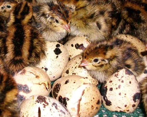 Turnbull Farms Purebred Jumbo Brown Coturnix Quail Hatching Eggs - 16 Dozen (192)