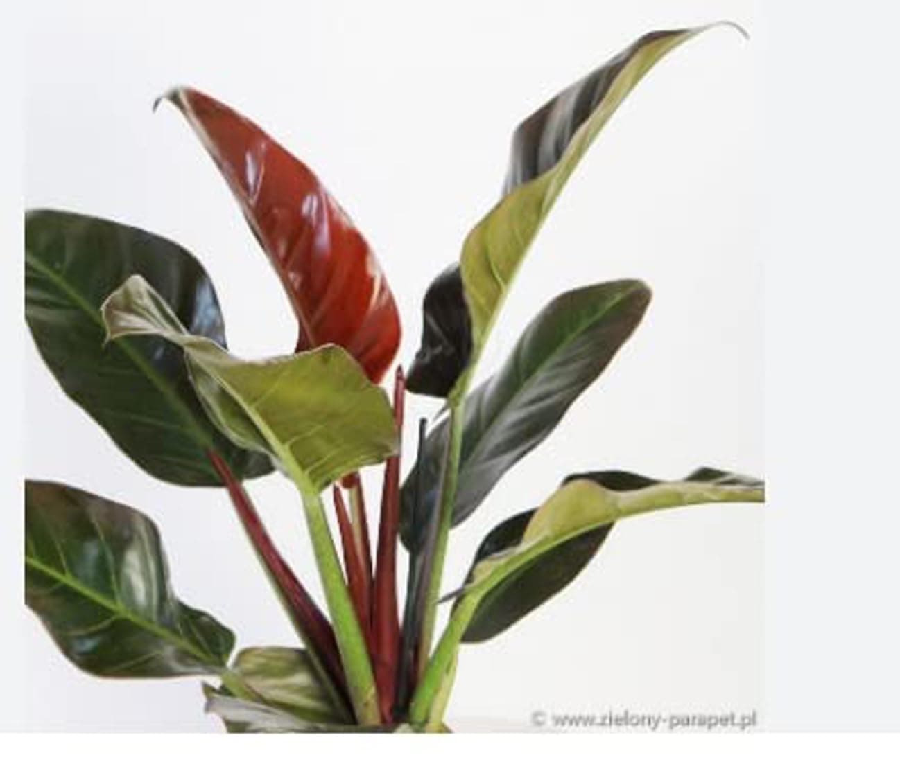 Green view" Red-leaf Philodendron"Air Purifier hybrid - 1 Healthy Live Easy Real Indoor Plant for Home, Living Room,Office,' 1.5-2 Ft Height in Nursery Grow Bag for Home Garden