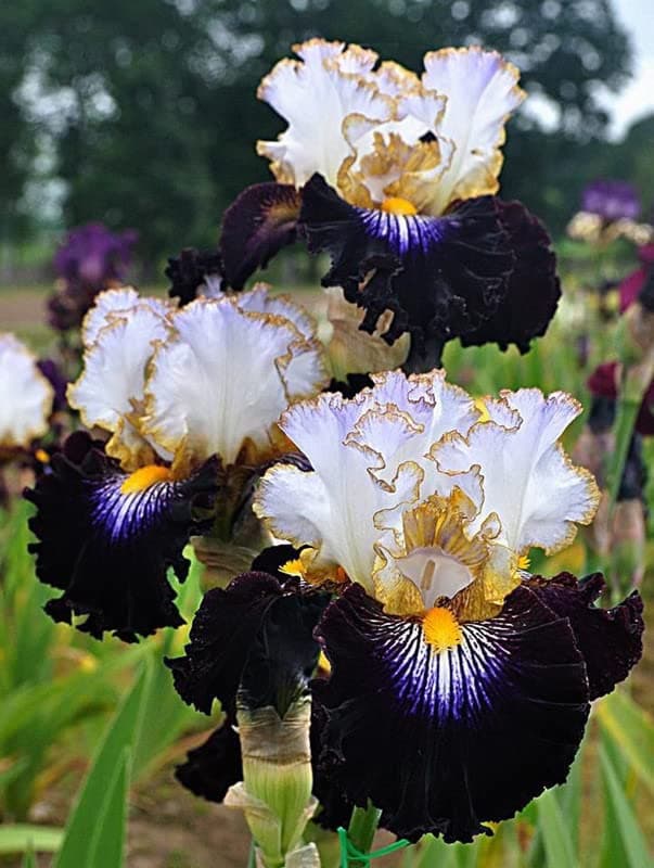 Bearded iris flower bulbs for all seasons | black with white Bearded iris Flower Bulb For Indoor home & Outdoor Gardening Pack of 2