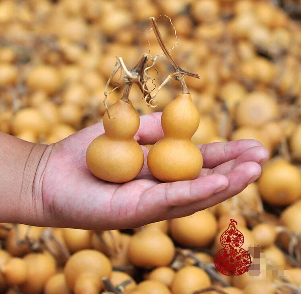 WellieSTR Lot of 20pcs Mine Natural Dry Gourd Bottle Gourd,4-6.5cm Gourds Mini Cute