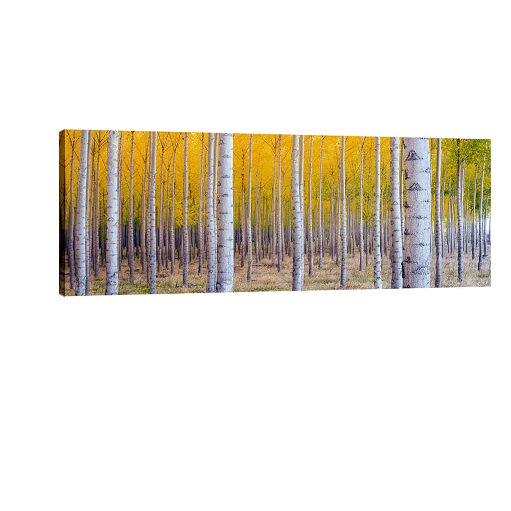 Pyradecor Canvas Prints Wall Art White Birch Trees Pictures Paintings for Living Room Home Decorations Large Autumn Forest Modern Stretched Yellow Landscape Artwork 48x16