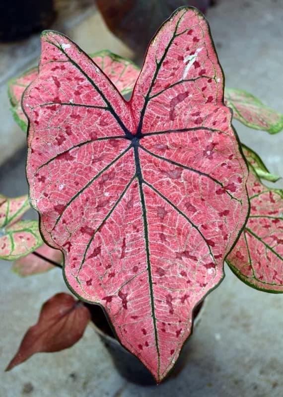 Oakwood Farms�imported Caladium Flowers Bulbs Caladium Peppermint Leafy Plant Hybrid Bulbs Hybrid Bulbs for Indoor Outdoor Home Gardening Design E PACK OF 2