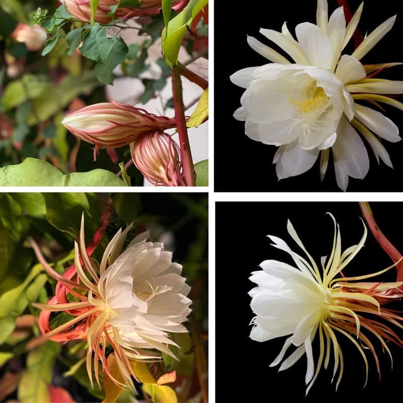 White Queen of The Night Orchid Cactus Cutting, Epiphyllum Oxypetalum Cactus Cutting, 8 Inc to 10 Inc Tall, No Root