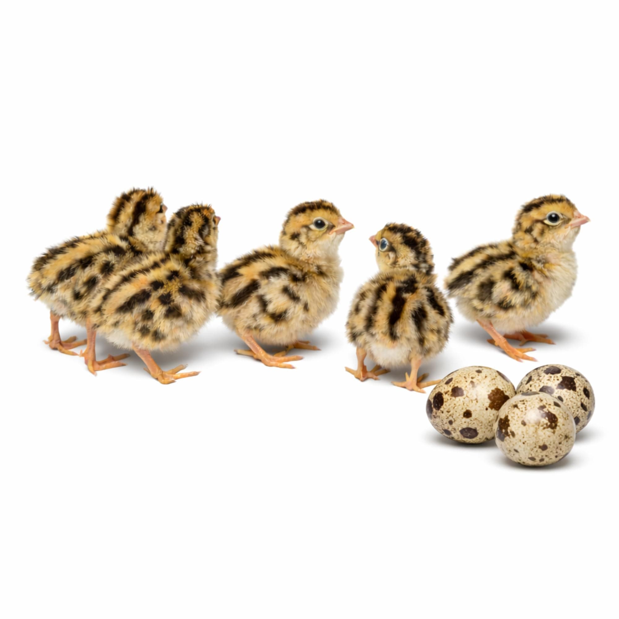 Coturnix Quail Fertile Hatching Eggs - 48 Ct + Extras