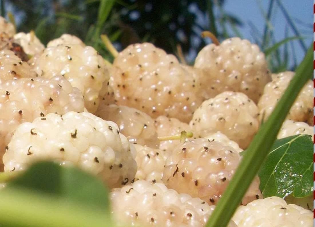 White Mulberry Plant - Morus Alba - Live Tree - Not Dwarf - Live Plant