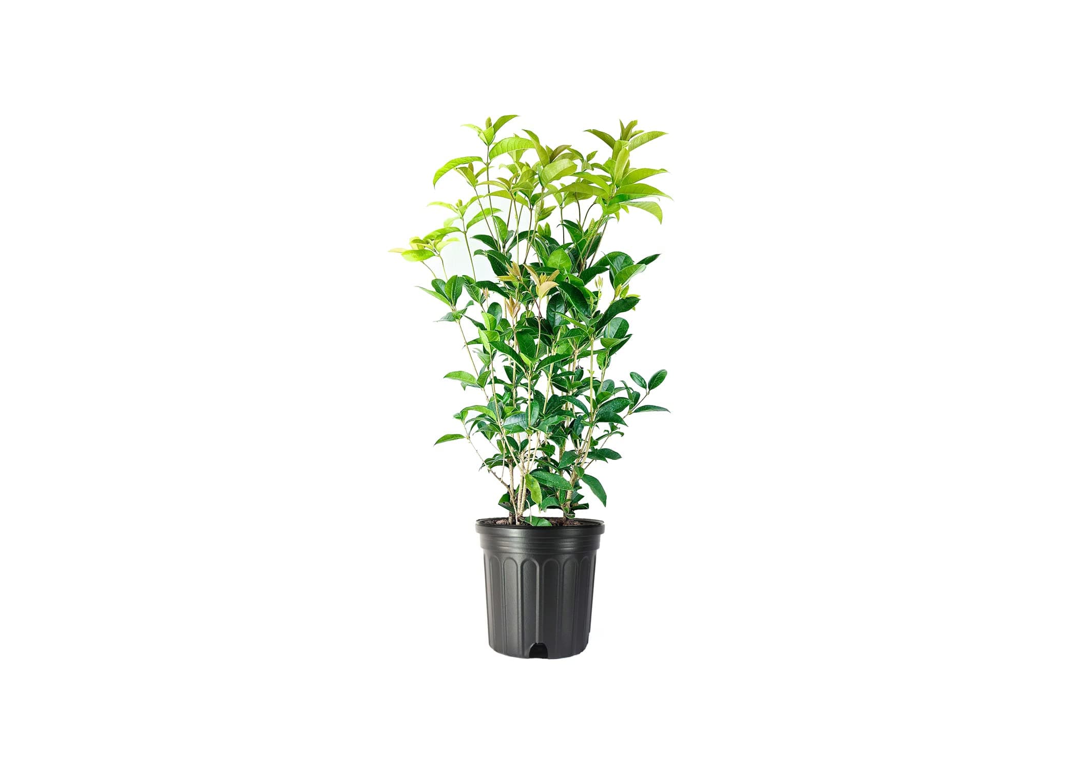 Fragrant Tea Olive Shrub | 3 Extra Large 3 Gallon Plants | Osmanthus Fragrans Blooming Specimen
