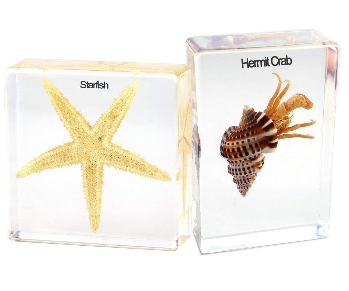 Resin Embedded Specimen Paperweights for office, Lucite Science Education Gift,Marine Home Décor of Starfish and Hermit Crab - 2Pack