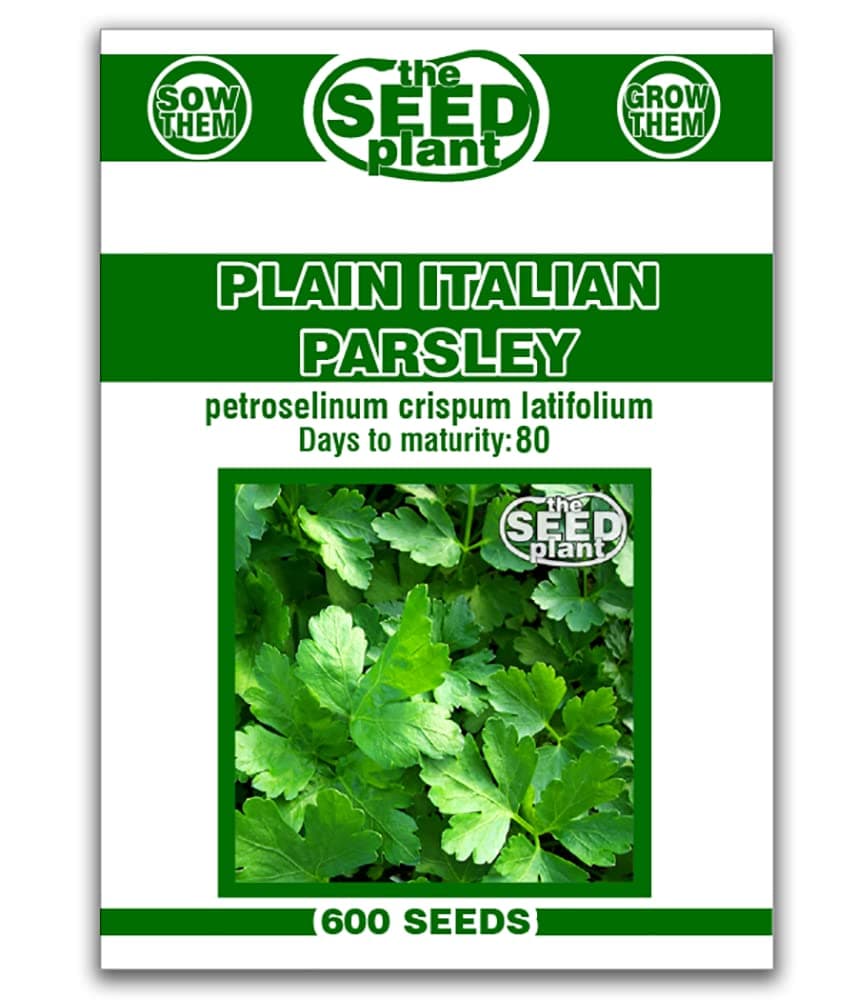 Plain Italian Parsley Seeds - 600 SEEDS NON-GMO