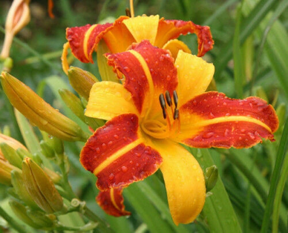 Mixed Color Daylily Seeds Hemerocallis Day Lily Fine Flower Seeds 30 Seeds