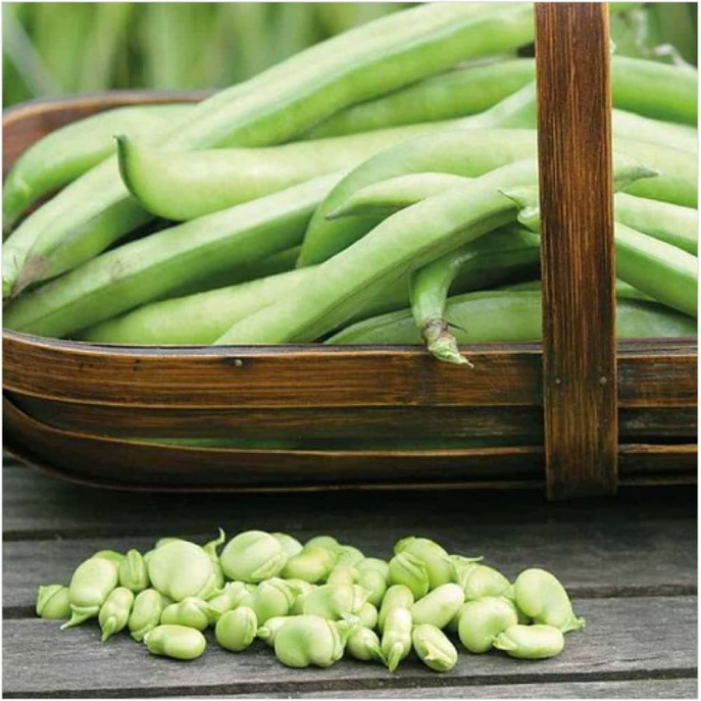 Broad Bean 'Masterpiece Green Longpod' Seeds Hardy Annual Vegetable Garden Plants Easy to Grow Your Own 1 Packet of 30 Seeds by Thompson and Morgan