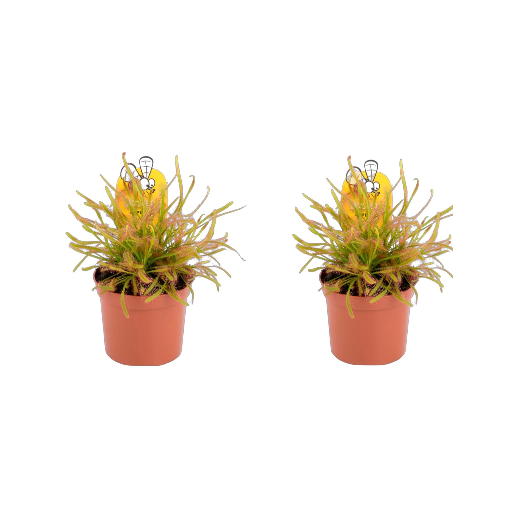 2 x Plants - Sundew - Drosera capensis - Cape Sundew, Carniverous Plant - Hardy Perennial in 9cm Pot