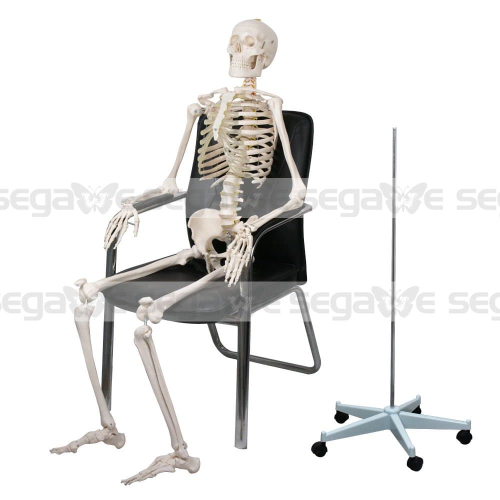 70.8'' / 180cm Human Anatomical Anatomy Skeleton Medical Teaching Model + Stand - CFP
