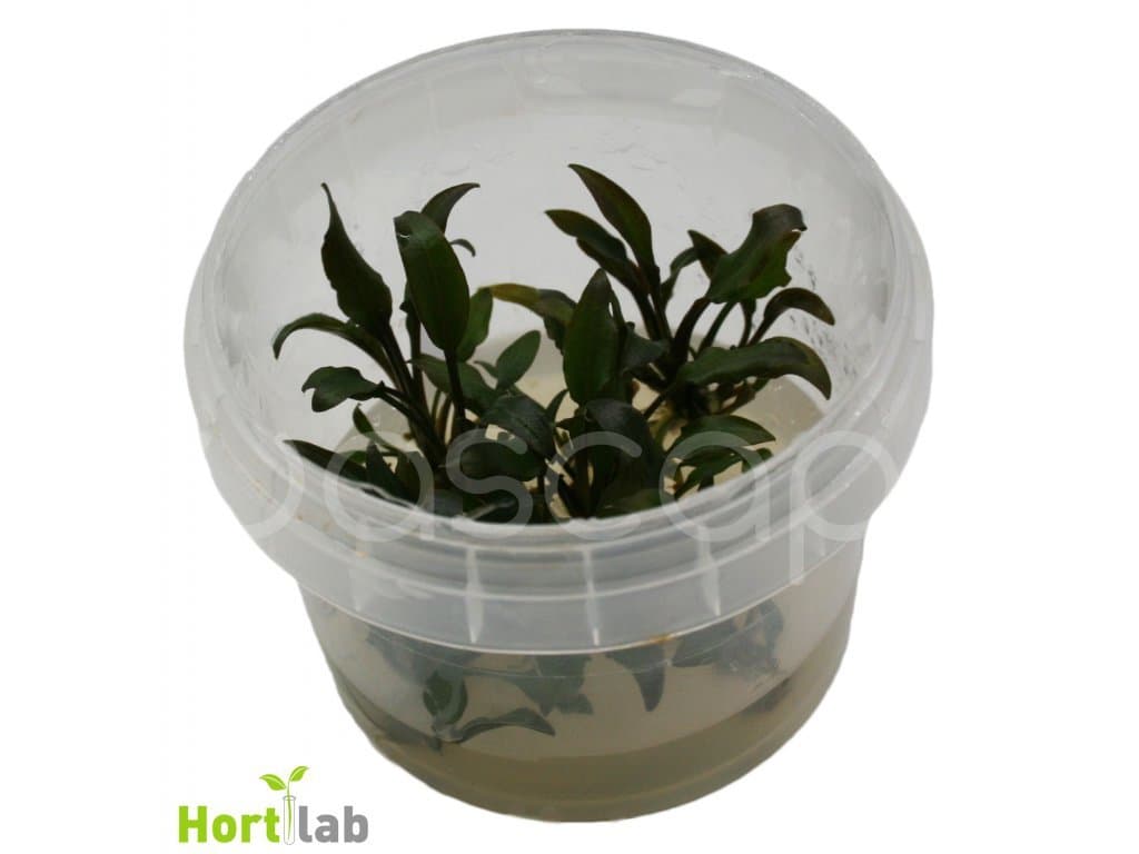 Aquatic Plants Mi Oya water trumpet/Cryptocoryne wendtii 'Mi Oya' - In-Vitro