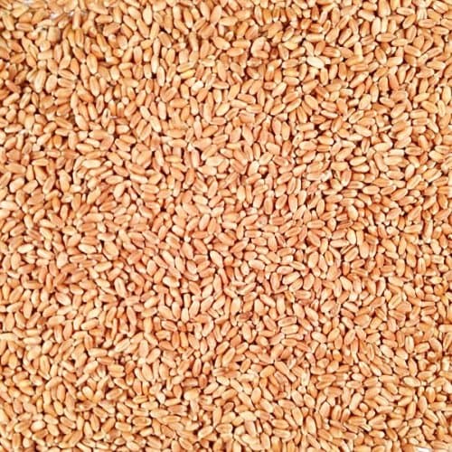 Grain Place Foods | Non-GMO Organic Hard Red Winter Wheat | 2 lb Bag