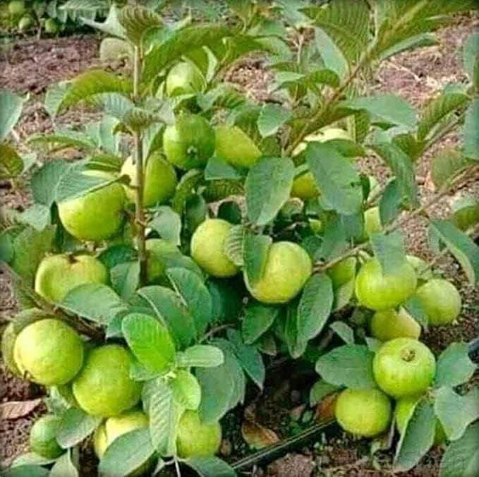 EverSneh Rare Varity Thailand Guava Live Fruit Plants & Tree Bonsai Fruit Plant All Season Fruit Plant