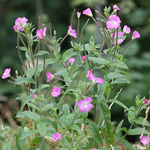 Palm Beach Medicinal Herbs - Willowherb (Epilobium parviflorum) - Packet of 30 Seeds