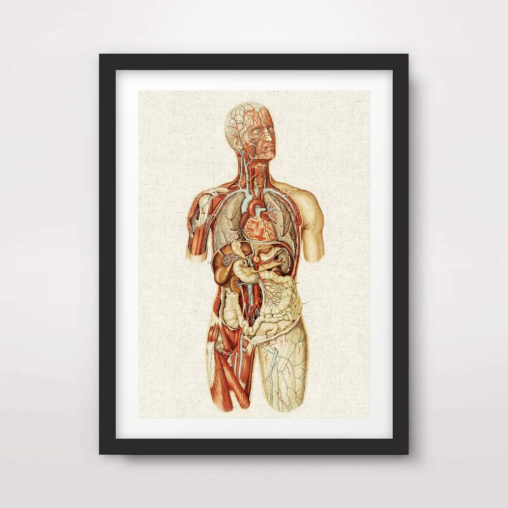 MEDICAL ART PRINT ANATOMICAL ANATOMY MEDICINE HUMAN BODY BIOLOGICAL CHART DIAGRAM ILLUSTRATION VINTAGE ANTIQUE Poster Home Decor Wall Picture A4 A3 A2 (10 Size Options)