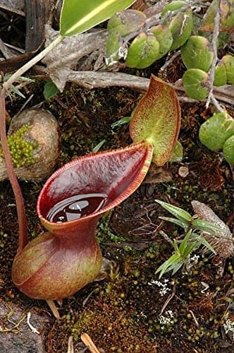 Nepenthes Lowii Extremely RARE Lowland Most Unusual Pitcher Plant 10 Seeds