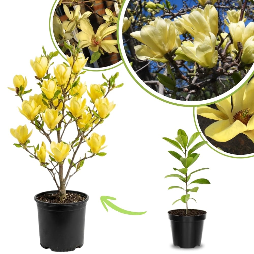 Magnolia Plant Live 6 to 12 Inches Tall, in 2.5 Inches Pot, Magnolia Tree Live Plant, Fragrant Magnolia Flowers (Yellow Bird Magnolia)