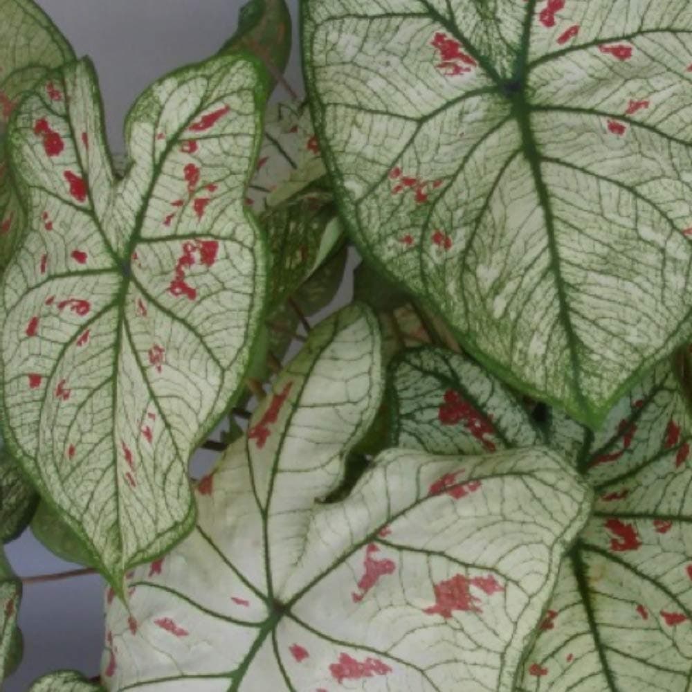 Strawberry Star Caladium - 3 Bulbs