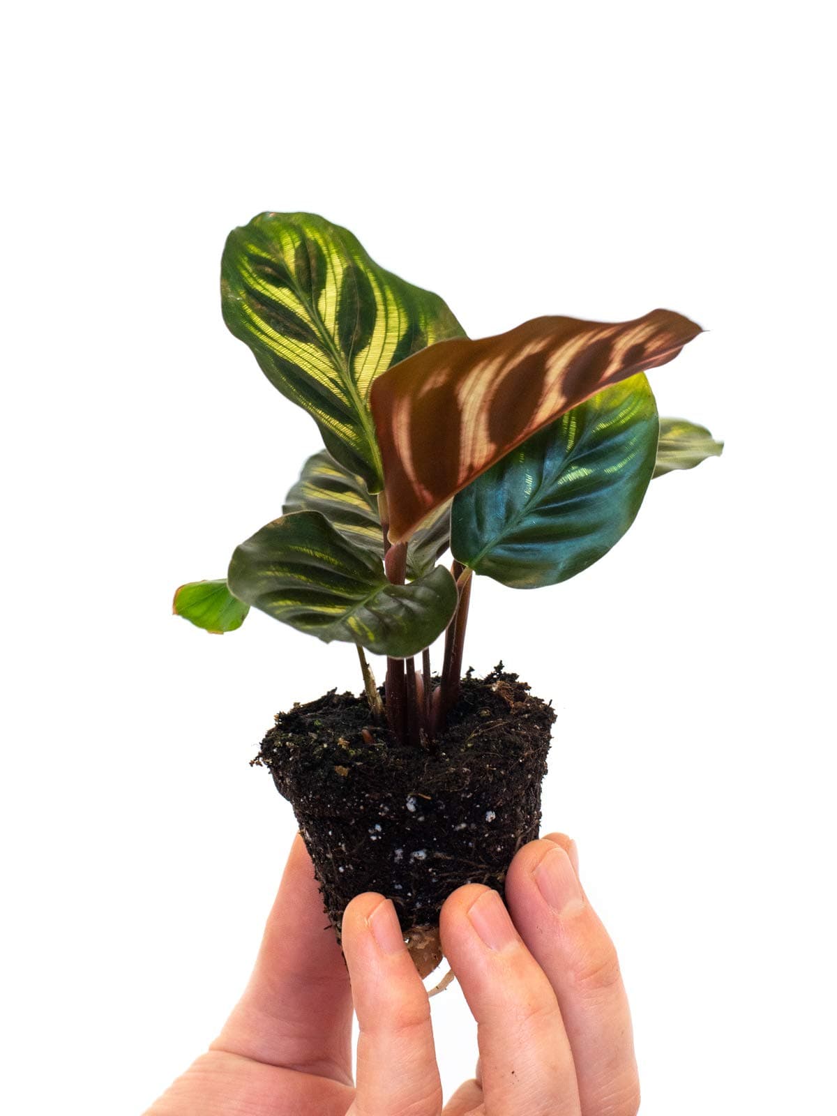 Calathea Makoyana