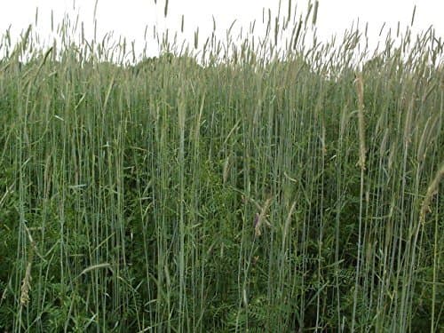 1LB Winter Rye Seed Cover Crop,Food Plot Deer,Wildlife