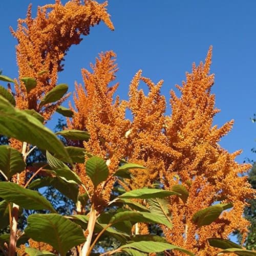Palm Beach Medicinal Herbs - Orange Giant Amaranth (Amaranthus hypochondriacus) - Packet of 50 Seeds