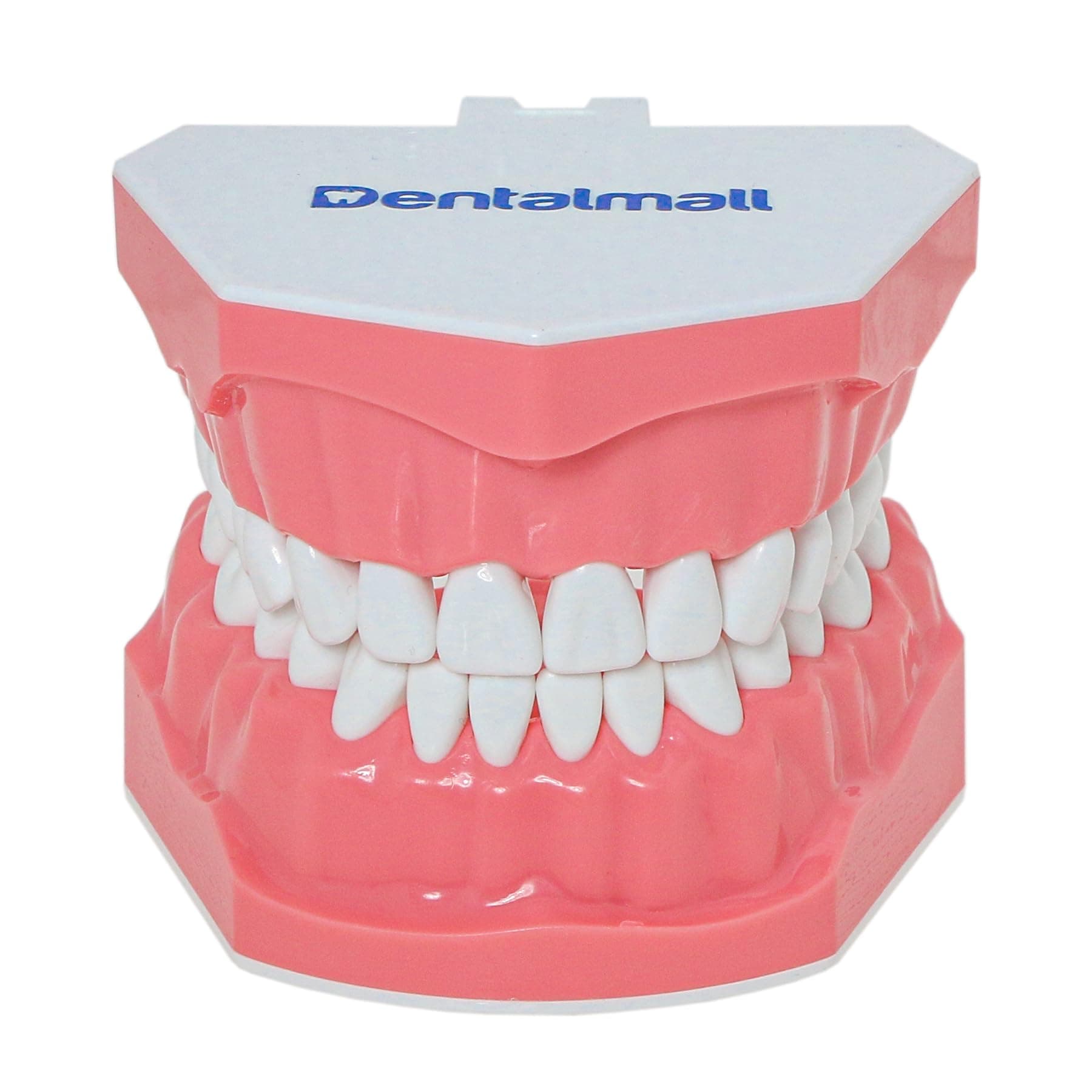 Dental Model Brushing Flossing Practice Teeth Typodonts Mode Gingiva Visible Anatomic Demonstration Teaching Studying Standard Size