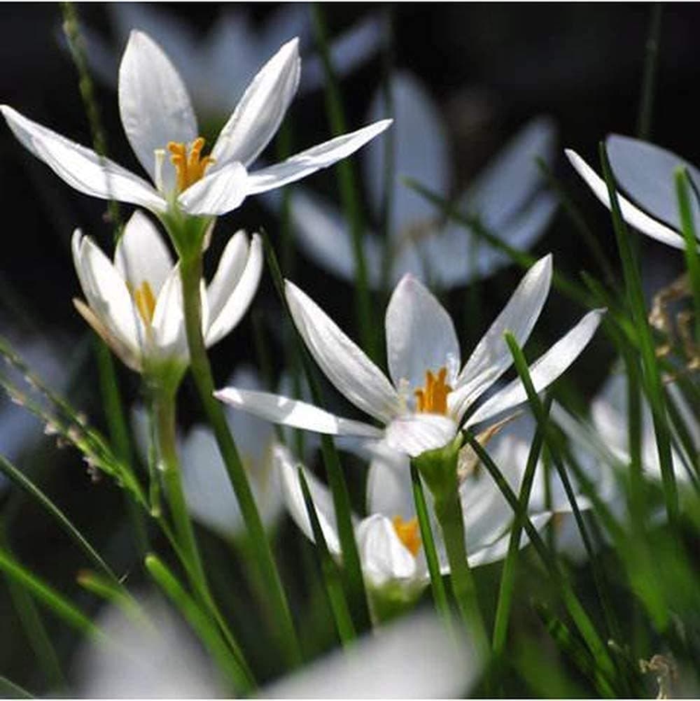5pcs Witte Zephyranthes Bollen Binnenbeplanting Regenlelie Zomerbloeiend Maak uw huis uniek Maak lucht frisser Uitgebreid tuinieren Binnenplaatsbeplanting