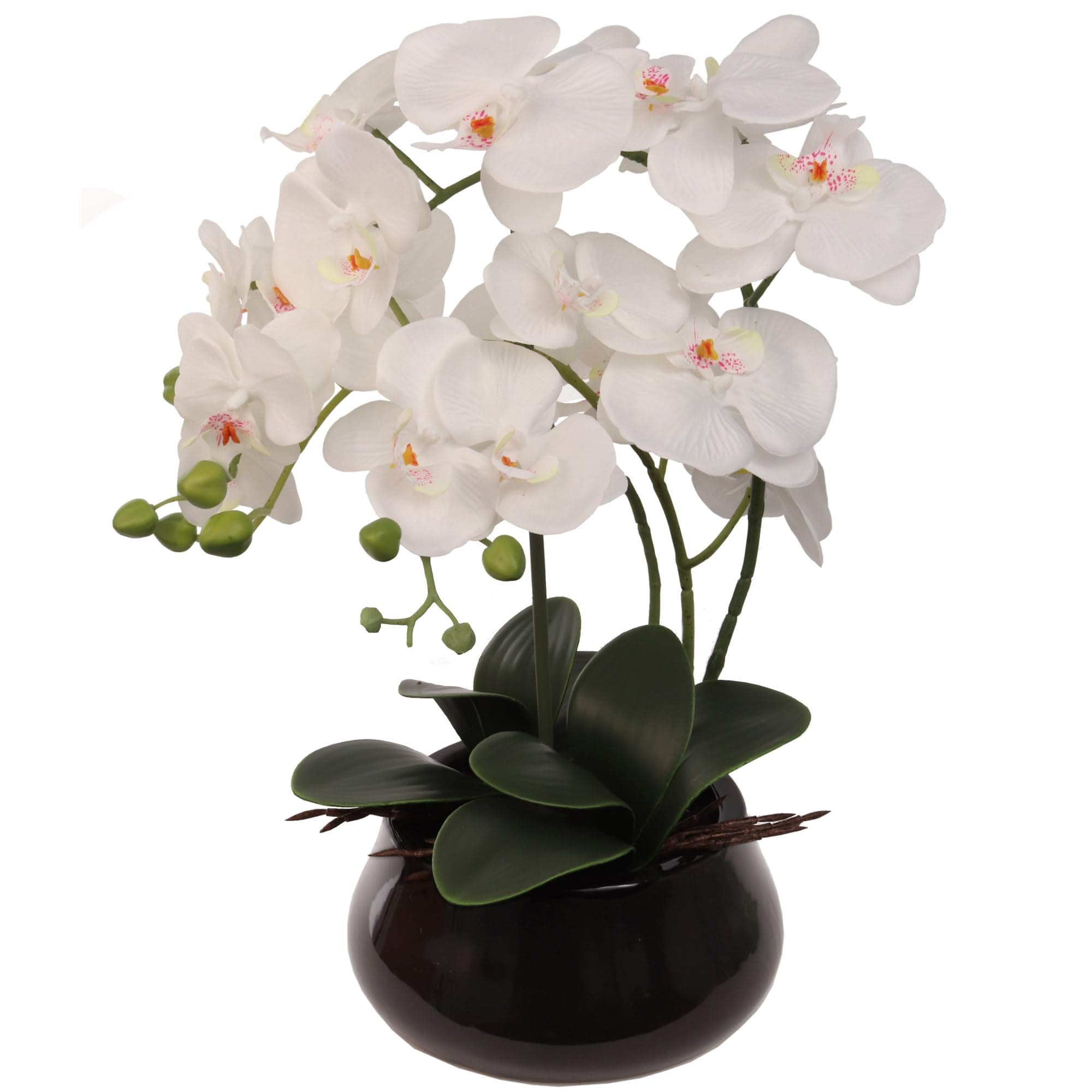 White Phalaenopsis Orchid, Lifelike Blooms in 7" Black Round Pot, Elegant Decor, Ideal for Home & Office Display