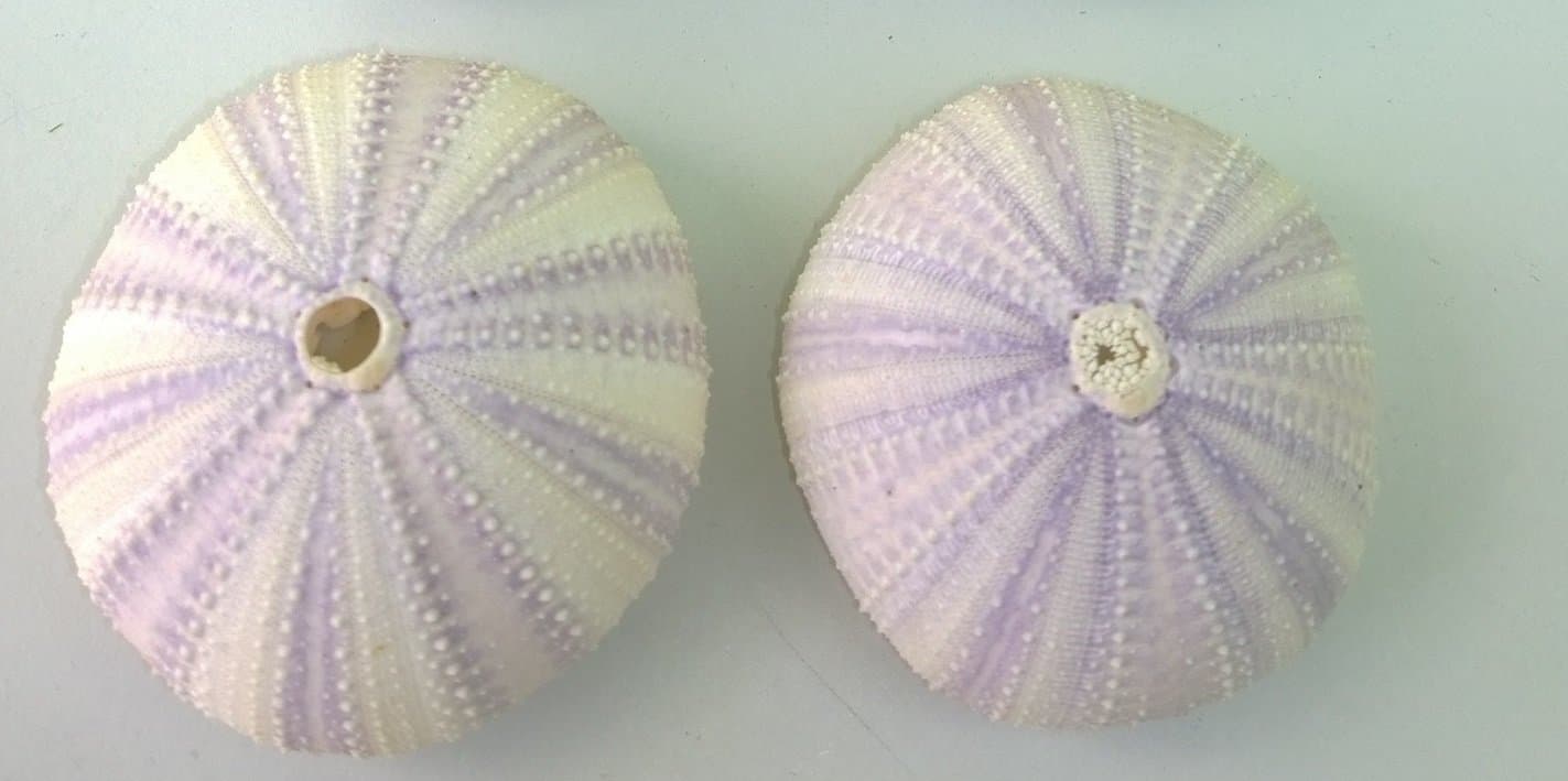 PACK OF 2 Ivory and Pale Lilac Sea Urchins 6cm Diameter Seashells Nautical Sea Shells Urchin