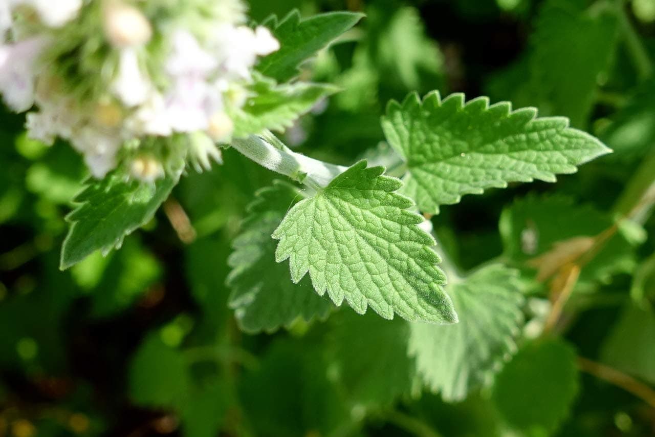 500 Nepeta Cateria (Catnip) Seeds