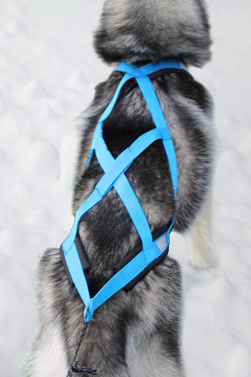 Weight Pulling Dog Harness, X-Back for Bike, Canicross, Sled, Joring, Blue
