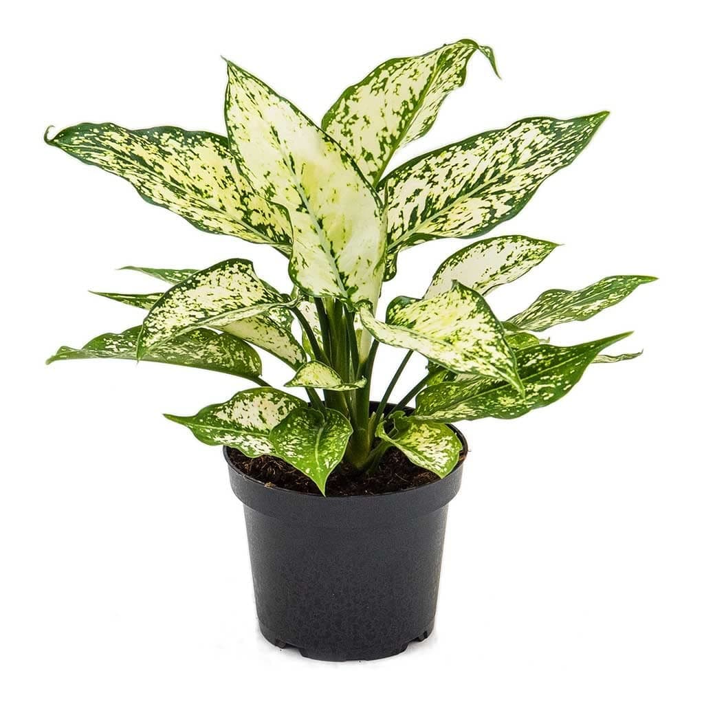 Garden Art live indoor plant (Aglaonema Snow White)