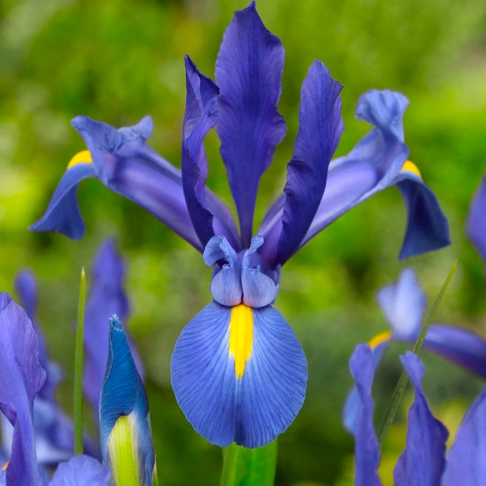 7 x Dutch Iris Blue Magic – Perennial – Elegant & Showy Violet Flowers – Wonderful as Floral Display – for Your Beautiful Garden