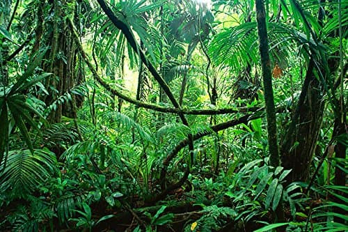 PP1 Reptile Habitat, Terrarium Background, DEEP in The Jungle - 24 Tall x 36 Wide
