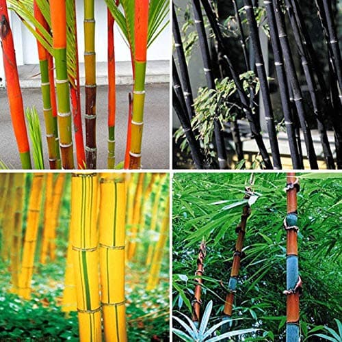 Portal Cool Bamboo: Semi 100Pcs 0E2F Phyllostachys pubescens Moso Bambù di impianto perenne casa