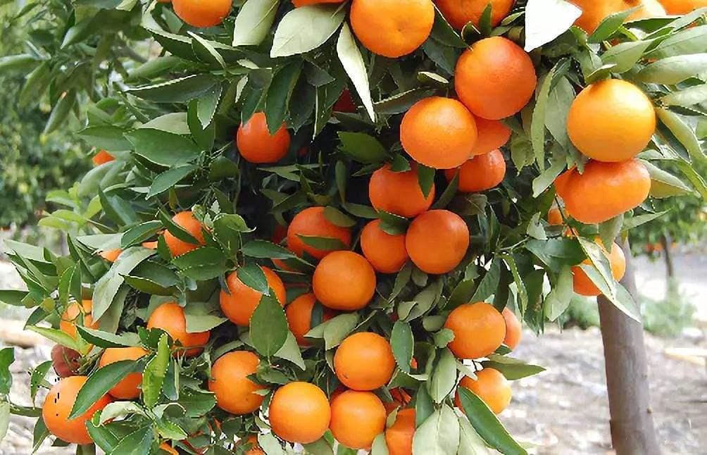 MOCCUROD 20pcs Mandarin Orange Tree Seeds Citrus reticulata Blanco Indoor Outdoor Fruit Plant Seeds