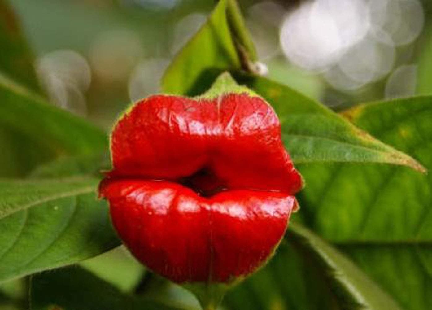 Blazing Red Lips Flower Seeds 20+ Psychotria Elata Flower Sexy Lips Bonsai Red Lip Rare Flower Garden Plant