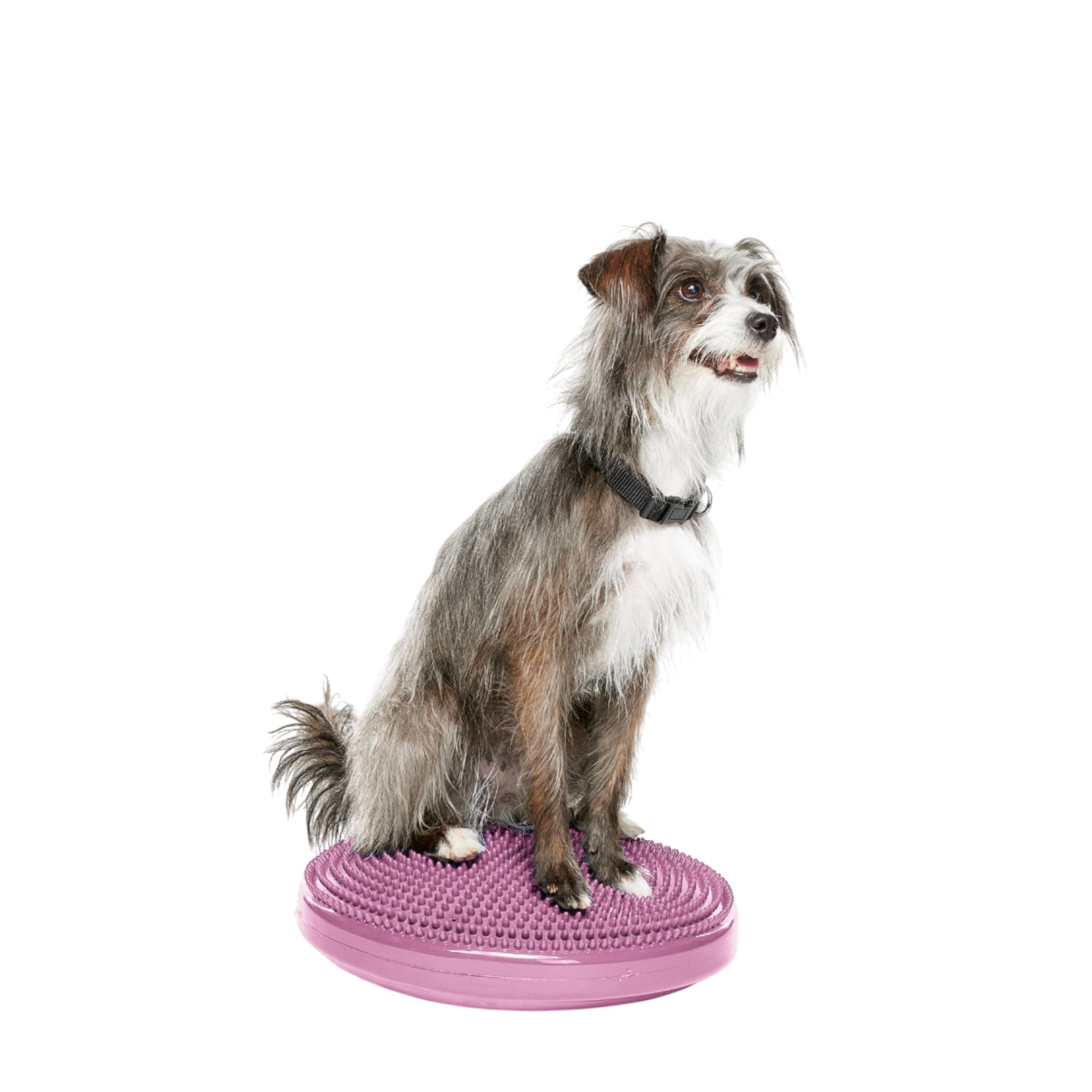 FitPAWS® Dog Balance Disc – 14”, Razzleberry | Dog Exercise Equipment | Workout Tool for Strength, Core, Stability & Rehabilitation