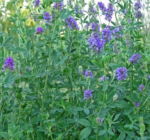 Alfalfa-Medicago Sativa- 300 Seeds - 50 % off sale