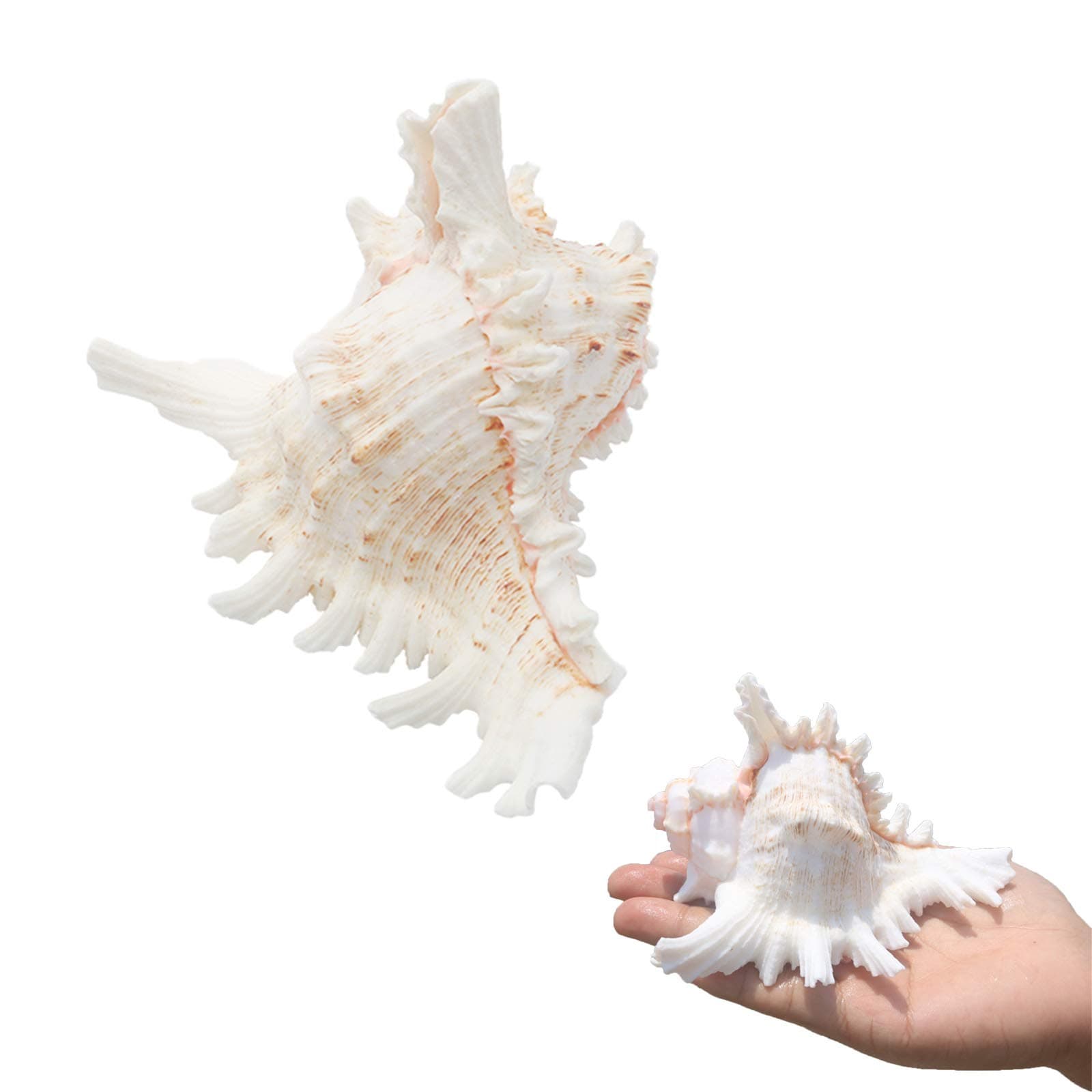 Conch Shell Large Natural Seashells Perfect for Fish Tank Wedding Decor Beach Theme Party, Home Decorations,DIY Crafts, (1-A)