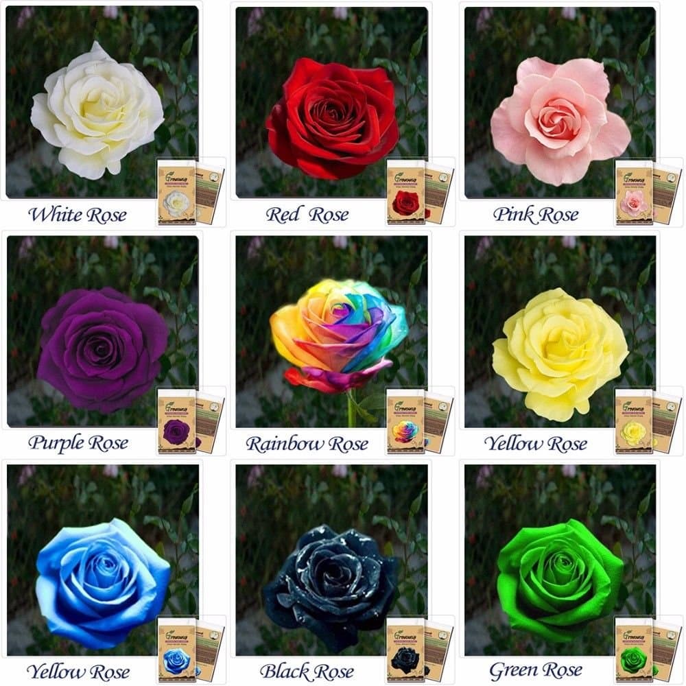 Aquatica Enterprises Rose Plant Flower Seeds 9 Different Colors 5 Seeds Each (45 Seeds)