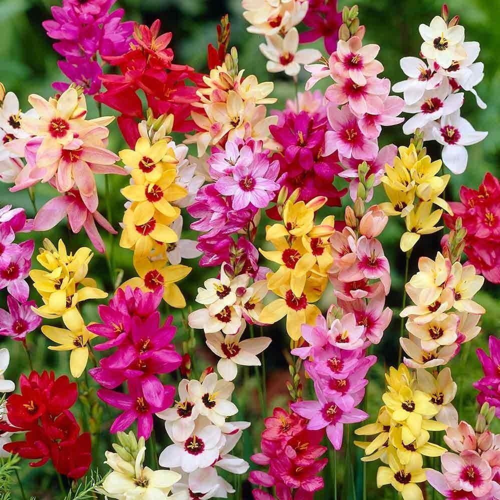 Bolly Bulbs® - Mixed Ixia - The African Corn Lily (12 Bulbs)
