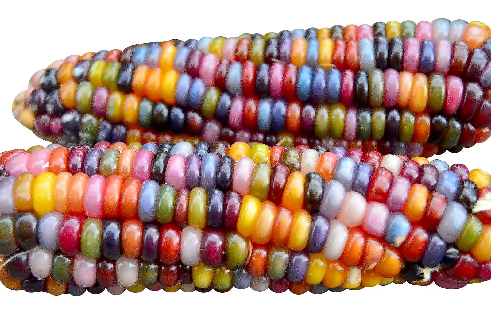 Harley Seeds 100+ Glass Gem Corn Non-GMO Popcorn Delicious Jewel-Toned, Glass-Like Kernels, Grown in USA. Rare! Ornamental and Edible!
